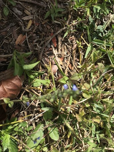 Salvia occidentalis, photographed by Laurie Brooks