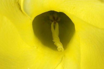 Pentalinon luteum, photographed by Douglas Goldman