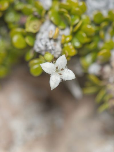 Dirichletia virgata, photographed by Morten Ross