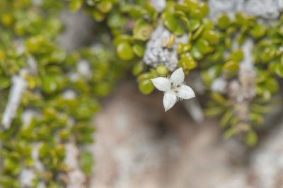 Dirichletia virgata, photographed by Morten Ross