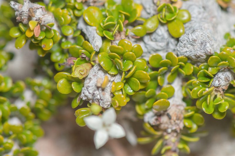 Dirichletia virgata, photographed by Morten Ross