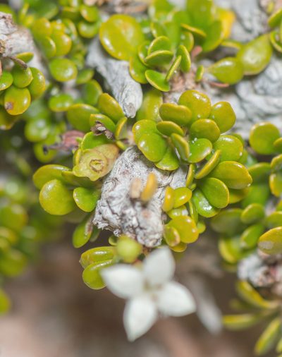 Dirichletia virgata, photographed by Morten Ross