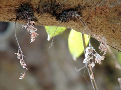 Dendrobium turbinatum, photographed by Vijay Barve