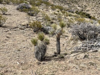 Yucca elata, photographed by CK2AZ