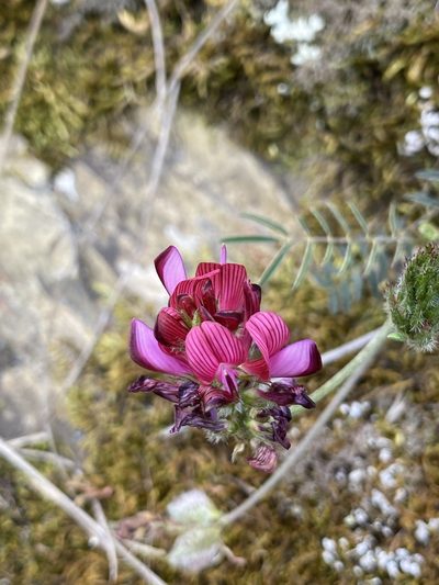 Onobrychis humilis, photographed by Thomas Dreux
