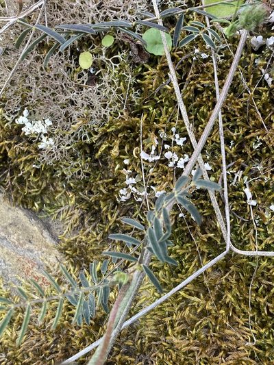 Onobrychis humilis, photographed by Thomas Dreux