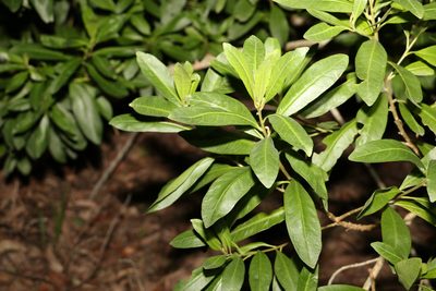 Duboisia myoporoides, photographed by Greg Tasney