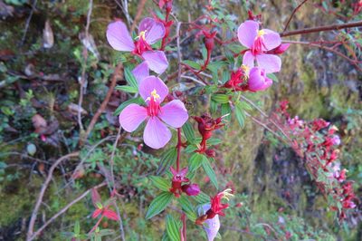 Monochaetum vulcanicum, photographed by Allan Harris