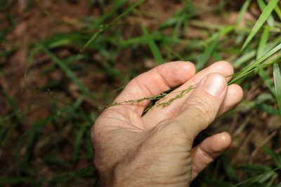 Ottochloa gracillima, photographed by Greg Tasney