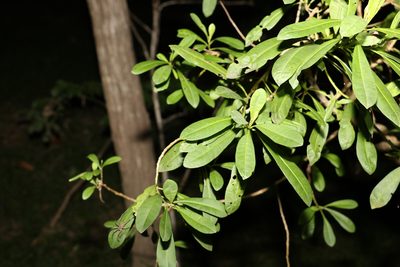 Duboisia myoporoides, photographed by Greg Tasney