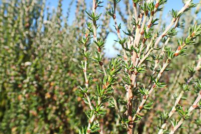 Cliffortia stricta, photographed by Di Turner