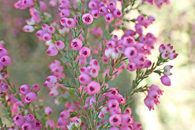 Erica gracilis, photographed by Di Turner