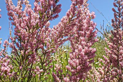 Erica uberiflora, photographed by Di Turner