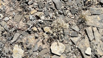 Munroa pulchella, photographed by CK2AZ