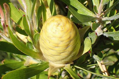 Leucadendron eucalyptifolium, photographed by Di Turner