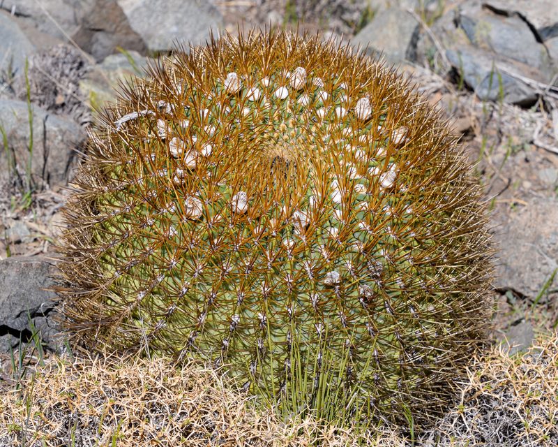 Eriosyce aurata, photographed by Nicolás Villaseca Merino