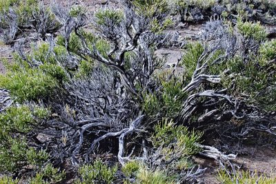 Ephedra ochreata, photographed by Hugo Hulsberg