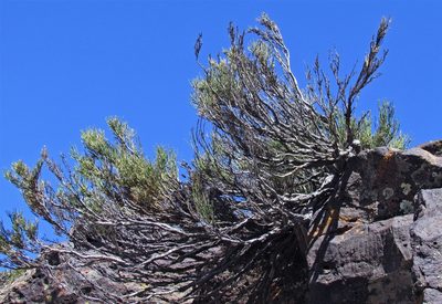 Ephedra ochreata, photographed by Hugo Hulsberg
