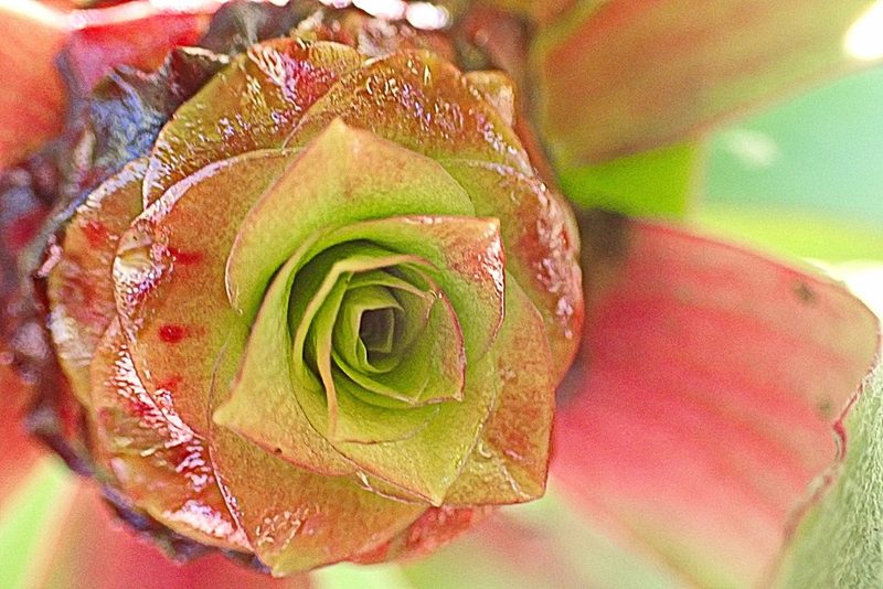 Leucadendron pubibracteolatum, photographed by Di Turner