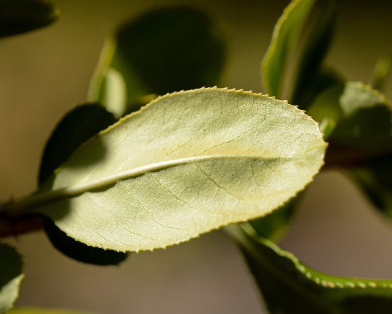 Escallonia revoluta, photographed by Nicolás Villaseca Merino