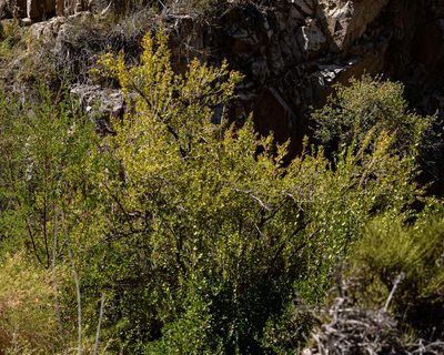 Escallonia revoluta, photographed by Nicolás Villaseca Merino