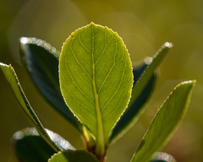 Escallonia revoluta, photographed by Nicolás Villaseca Merino