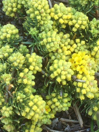 Thymelaea coridifolia, photographed by Andre Hosper