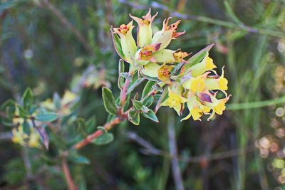 Penaea acutifolia, photographed by Di Turner