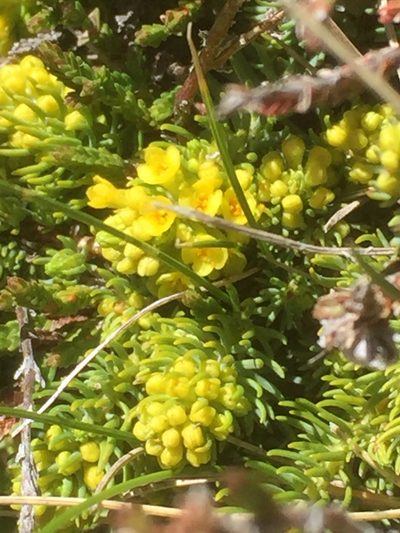 Thymelaea coridifolia, photographed by Andre Hosper