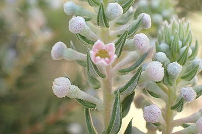 Phylica pinea, photographed by Di Turner