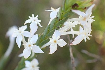 Struthiola myrsinites, photographed by Di Turner