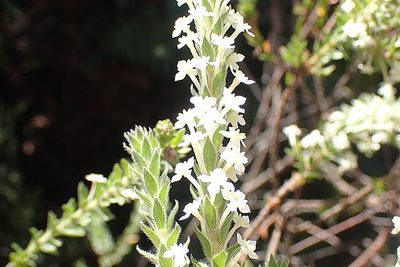 Struthiola hirsuta, photographed by Di Turner