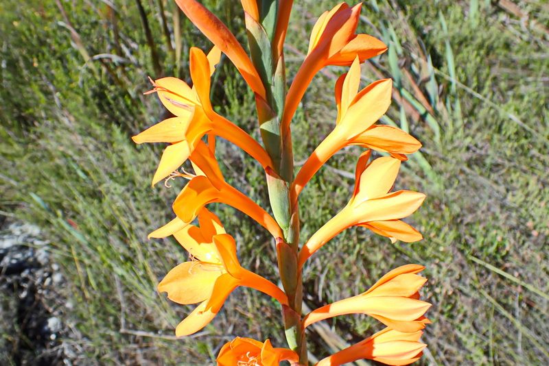 Watsonia pillansii, photographed by Di Turner