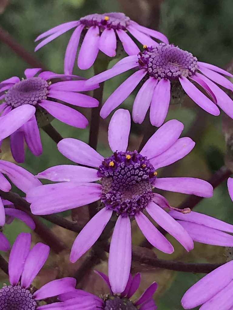 Pericallis webbii, photographed by monkeyjodey