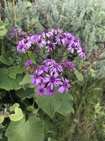 Pericallis webbii, photographed by monkeyjodey