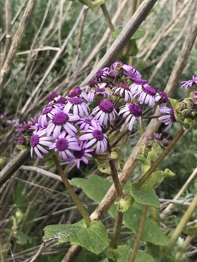 Pericallis webbii, photographed by monkeyjodey