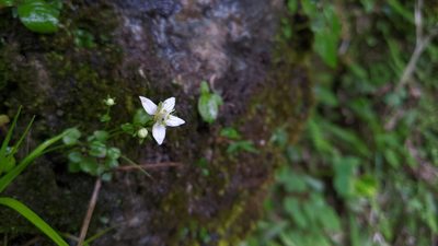 Parnassia palustris, photographed by Cheng-Te Hsu