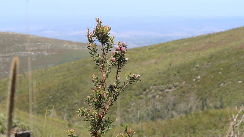Leucadendron conicum, photographed by Di Turner