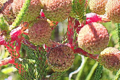 Berzelia intermedia, photographed by Di Turner