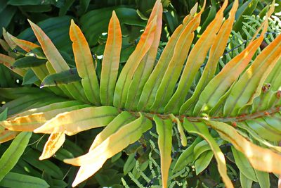 Lomariocycas tabularis, photographed by Di Turner