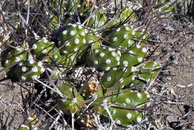 Maihueniopsis hickenii, photographed by Hugo Hulsberg