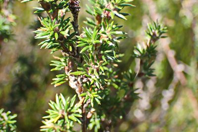 Cliffortia stricta, photographed by Di Turner