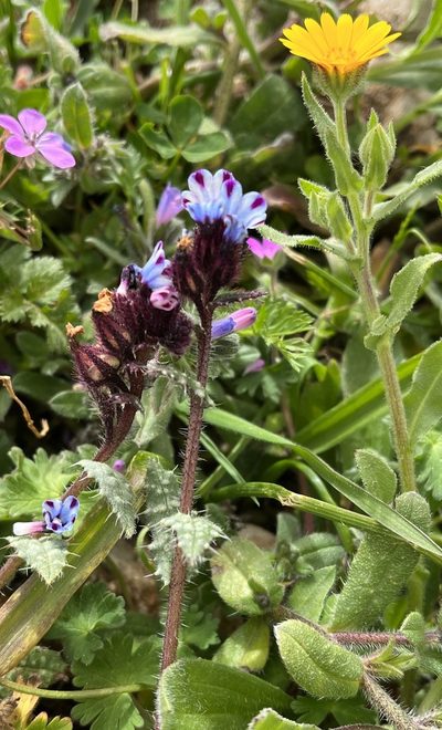 Anchusa variegata, photographed by Bob Walker