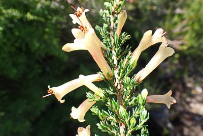 Erica curviflora, photographed by Di Turner