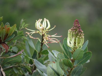 Oreocallis grandiflora, photographed by Manuel Roncal