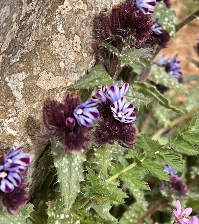 Anchusa variegata, photographed by Bob Walker