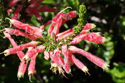 Erica densifolia, photographed by Di Turner