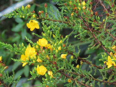 Hypericum laricifolium, photographed by Manuel Roncal