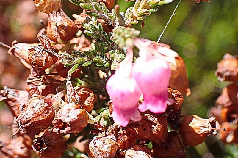 Erica glomiflora, photographed by Di Turner