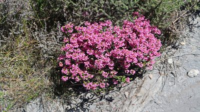 Erica seriphiifolia, photographed by Di Turner